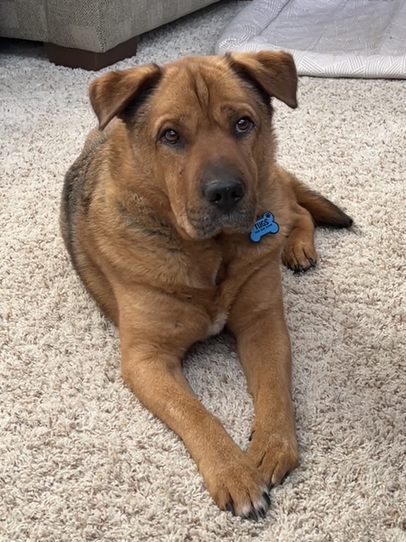 Entry image for Tugs. Clicking this image will show a larger photo