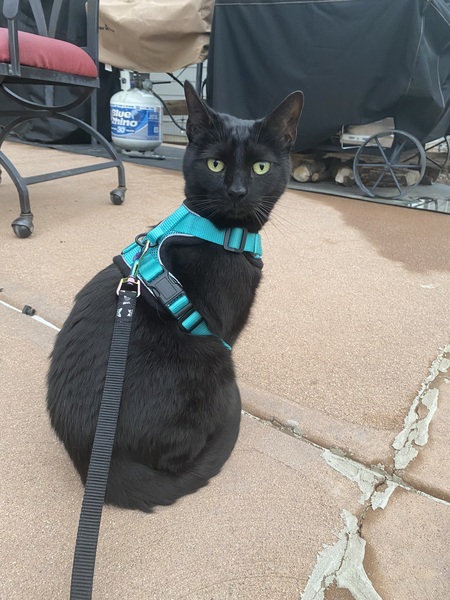 Entry image for Hallow. Clicking this image will show a larger photo