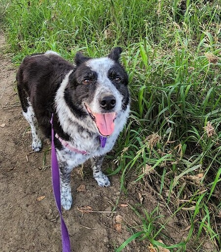 Entry image for Simi . Clicking this image will show a larger photo