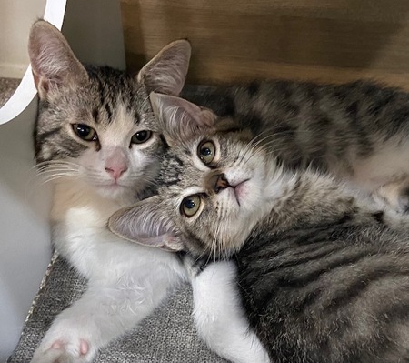 Entry image for Monty & Rusty. Clicking this image will show a larger photo