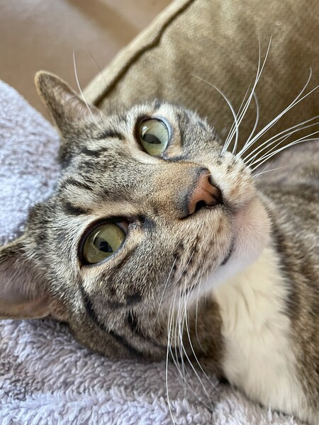 Entry image for Gizmo. Clicking this image will show a larger photo