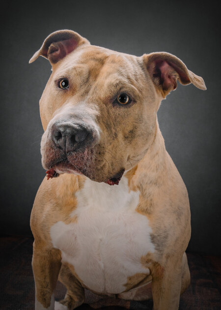 Entry image for Juno. Clicking this image will show a larger photo