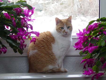 Entry image for Serendipity (Dippy). Clicking this image will show a larger photo