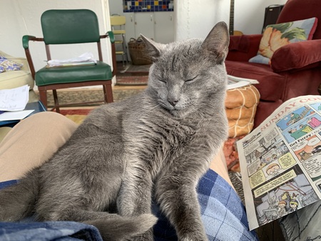 Entry image for Sooty. Clicking this image will show a larger photo