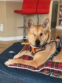 Entry image for Sugaree. Clicking this image will show a larger photo