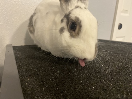 Penelope 