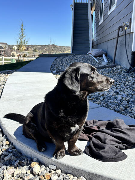 Entry image for Dexter. Clicking this image will show a larger photo