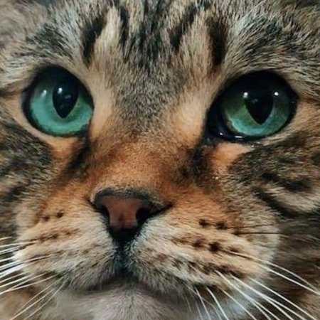 Entry image for Iggy. Clicking this image will show a larger photo