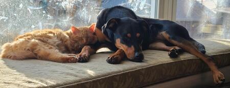 Entry image for Ginger and Sadie. Clicking this image will show a larger photo