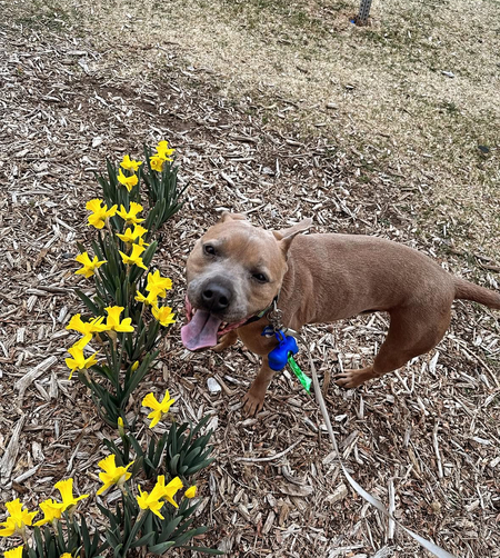 Entry image for Loki . Clicking this image will show a larger photo