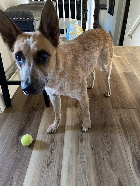 Entry image for Kuemper. Clicking this image will show a larger photo