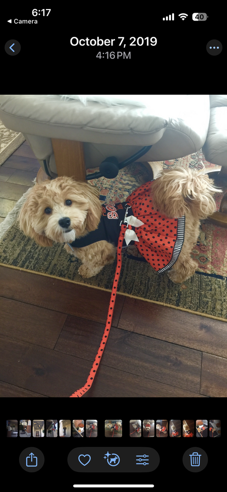 Entry image for Lucy In The Sky With Diamonds. Clicking this image will show a larger photo