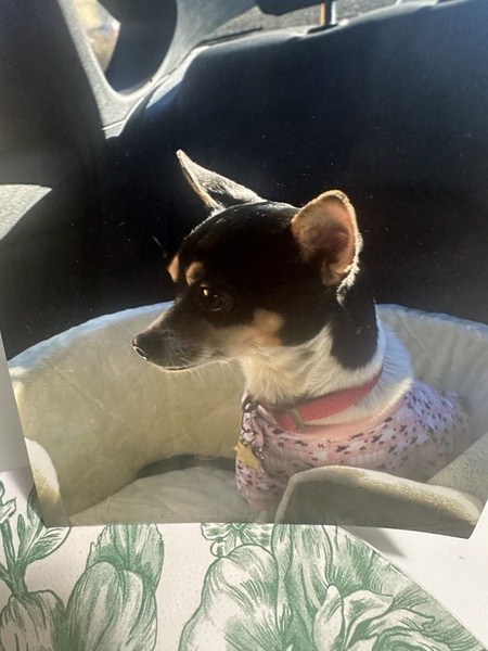 Entry image for Daisy. Clicking this image will show a larger photo