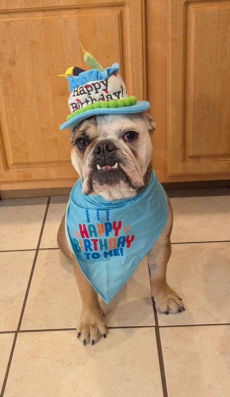 Entry image for Arya. Clicking this image will show a larger photo