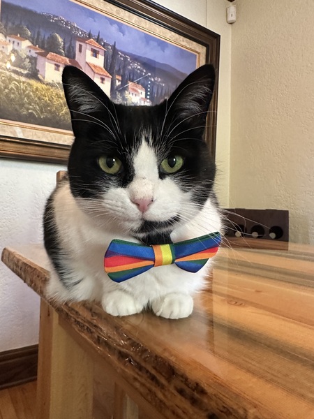 Entry image for Jojo. Clicking this image will show a larger photo