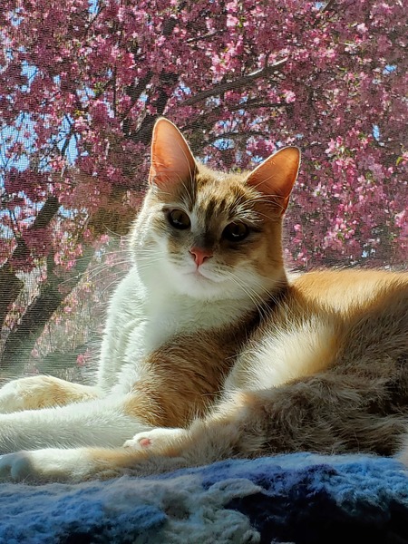 Entry image for Thor. Clicking this image will show a larger photo