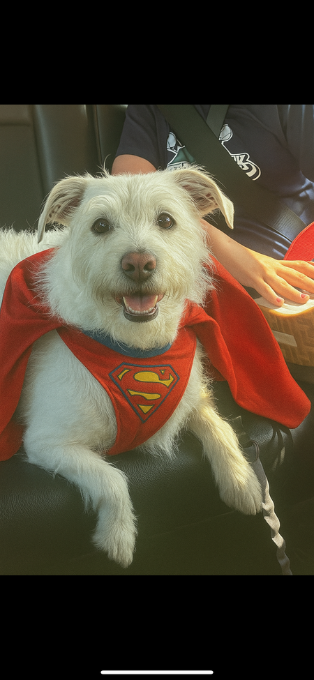 Entry image for Marshmallow . Clicking this image will show a larger photo