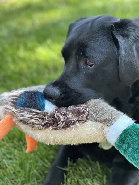 Entry image for Larry. Clicking this image will show a larger photo