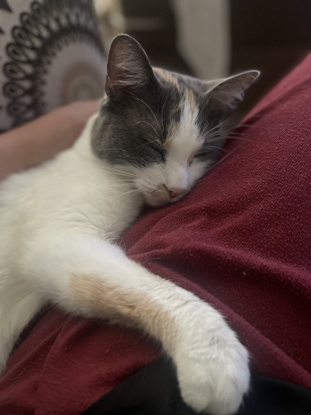 Entry image for Hazel. Clicking this image will show a larger photo