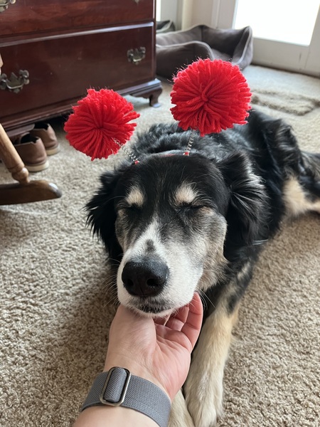 Entry image for Cali. Clicking this image will show a larger photo