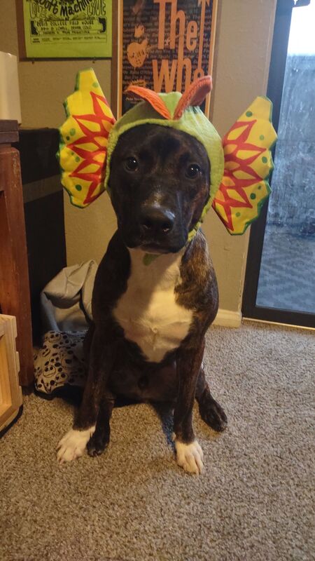 Entry image for Fester. Clicking this image will show a larger photo