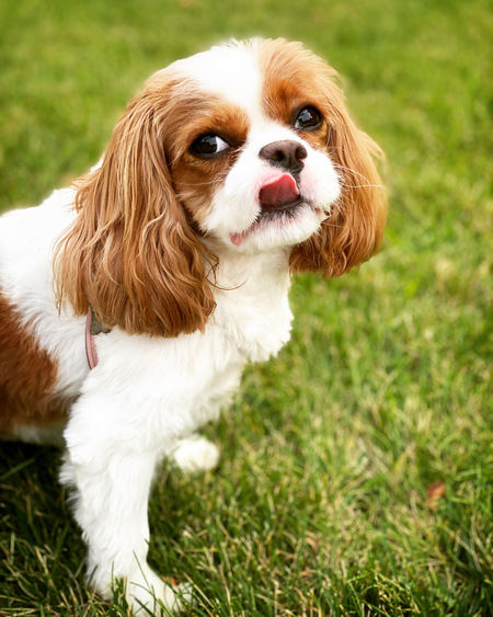 Entry image for Rosie. Clicking this image will show a larger photo