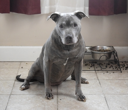 Entry image for Puff. Clicking this image will show a larger photo