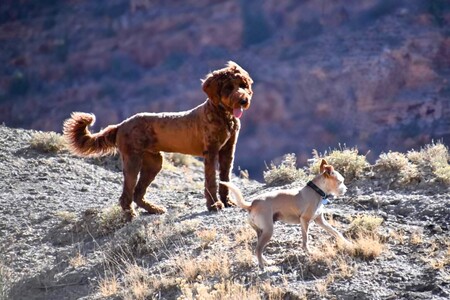 Entry image for Olly and Fergus. Clicking this image will show a larger photo