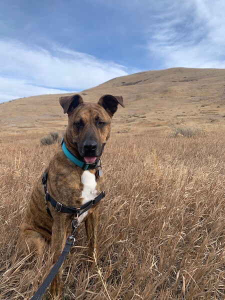 Entry image for Winston. Clicking this image will show a larger photo