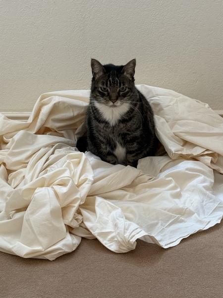 Entry image for Sneakers. Clicking this image will show a larger photo