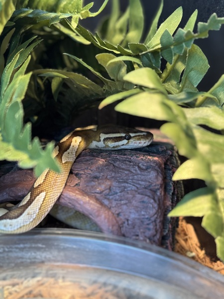 Entry image for Dandelion. Clicking this image will show a larger photo