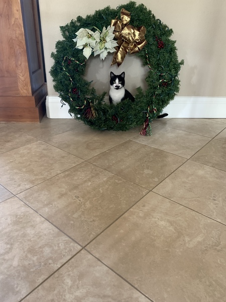 Entry image for Marlowe. Clicking this image will show a larger photo