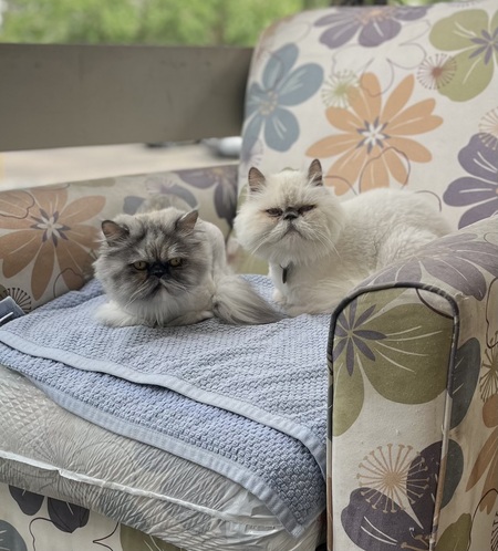 Entry image for Allison and Marshmallow. Clicking this image will show a larger photo