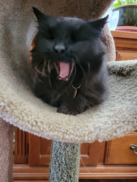 Entry image for Maizy Jane Kennet. Clicking this image will show a larger photo