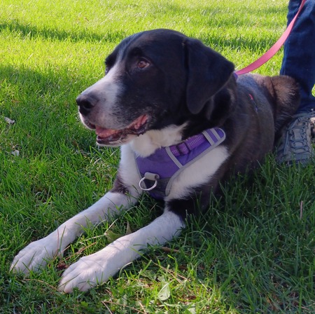 Entry image for Bo. Clicking this image will show a larger photo