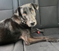 Entry image for Scout. Clicking this image will show a larger photo