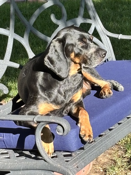 Entry image for Creole. Clicking this image will show a larger photo