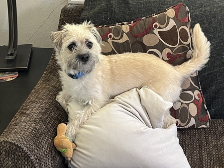 Entry image for Sully. Clicking this image will show a larger photo