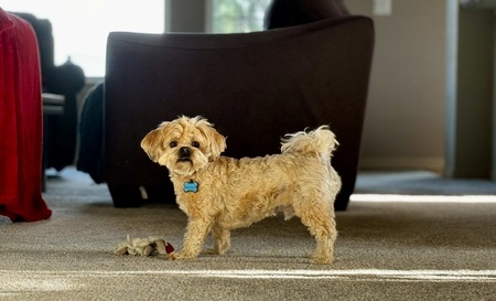 Entry image for Stewie G. Clicking this image will show a larger photo