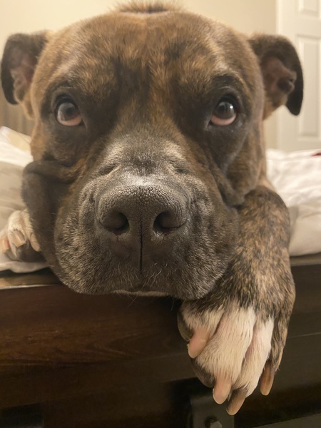 Entry image for Tiger. Clicking this image will show a larger photo