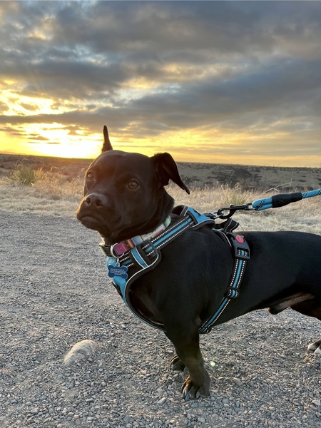 Entry image for Clay. Clicking this image will show a larger photo