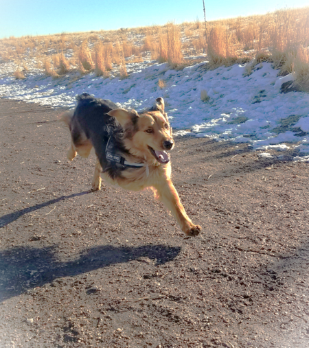 Entry image for Bubba. Clicking this image will show a larger photo