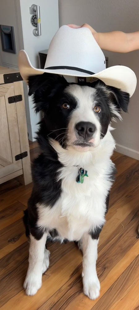 Entry image for Julius. Clicking this image will show a larger photo