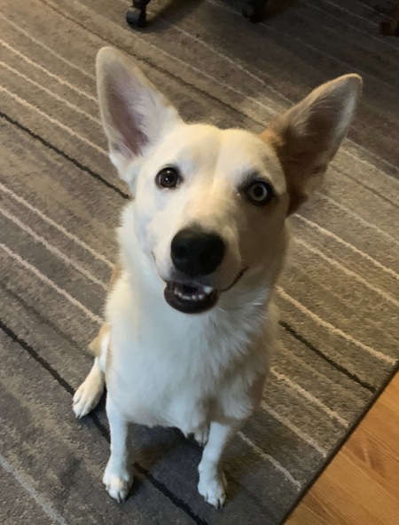 Entry image for Skye. Clicking this image will show a larger photo