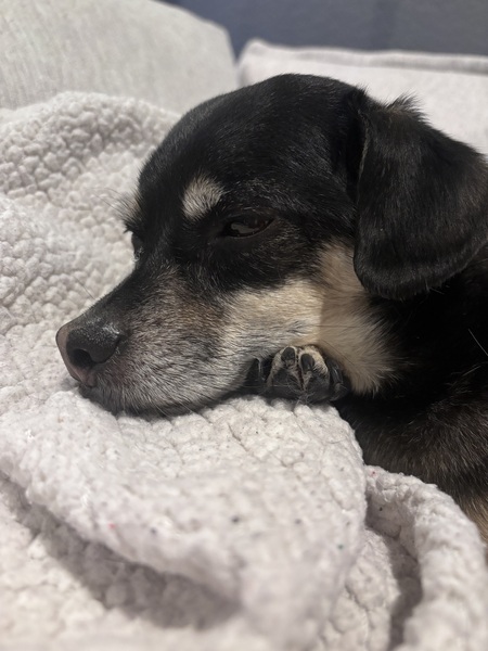 Entry image for Louie. Clicking this image will show a larger photo