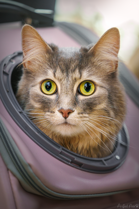 Entry image for Journey. Clicking this image will show a larger photo