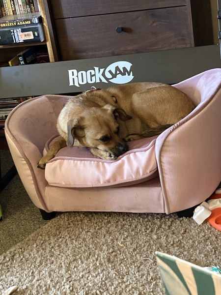 Entry image for Coco. Clicking this image will show a larger photo