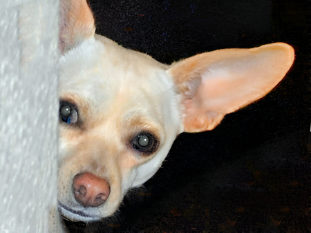 Entry image for Rosey. Clicking this image will show a larger photo