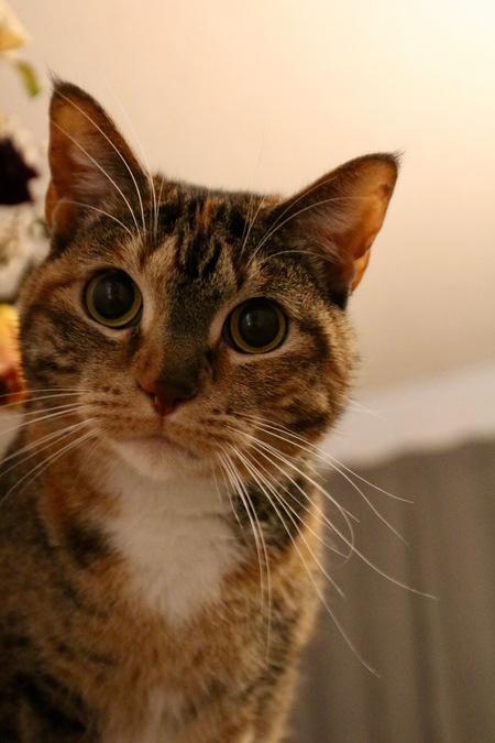 Entry image for Momo. Clicking this image will show a larger photo