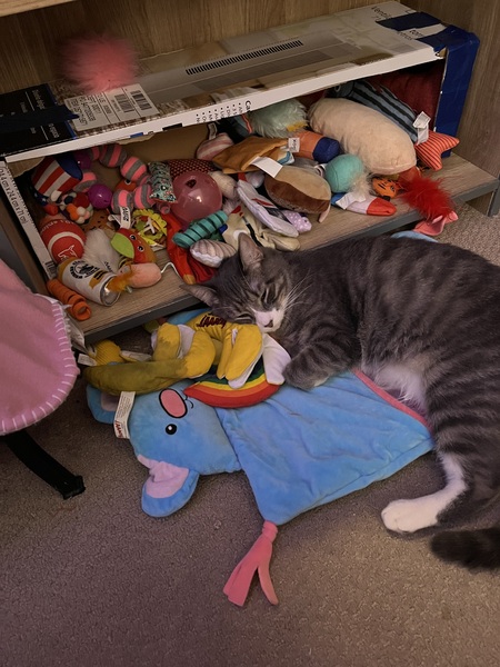 Entry image for Reba. Clicking this image will show a larger photo